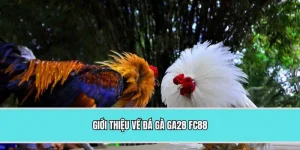 Giới thiệu về đá gà GA28 FC88