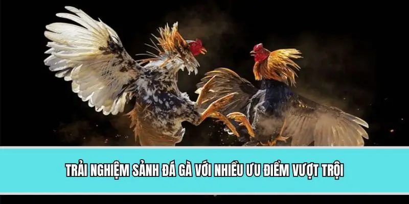 Trải nghiệm sảnh đá gà với nhiều ưu điểm vượt trội
