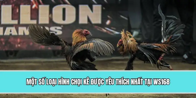 Một số loại hình chọi kê được yêu thích nhất tại WS168