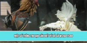 Một số thông tin bạn cần biết về đá gà WS168 FC88