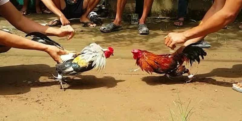Kèo dự đoán thời gian kết thúc giải đấu chính xác 